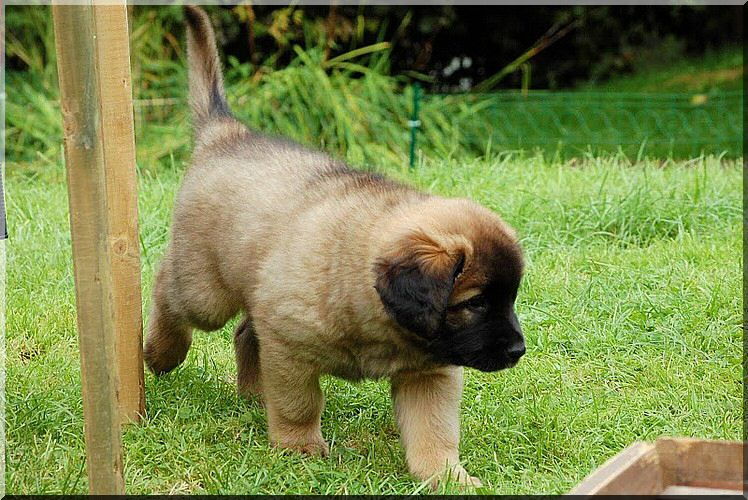 leonberger 093.jpg